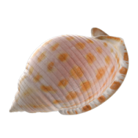 shell_1.png shell_1.png