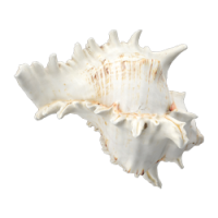 shell_2.png shell_2.png